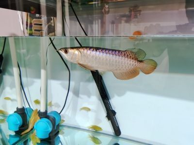 龍魚做檢疫過程中喂食嗎有毒嗎會死嗎