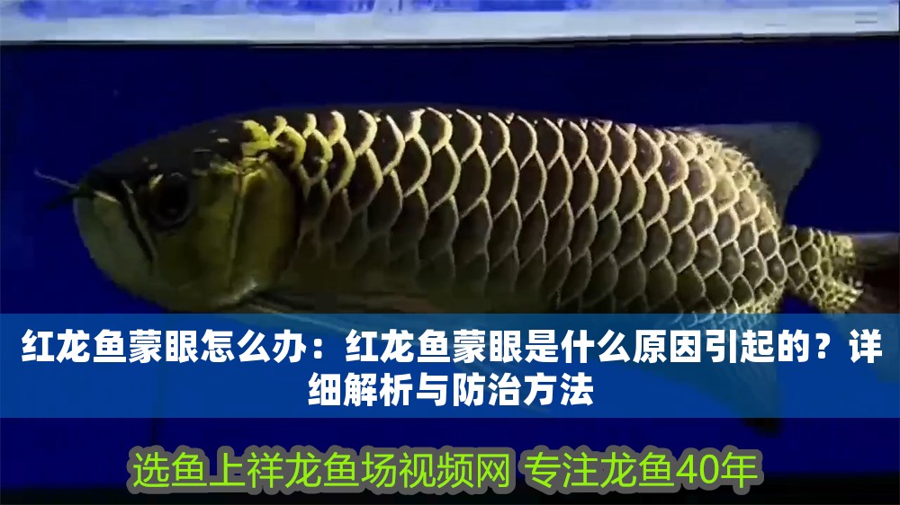 紅龍魚蒙眼怎么辦：紅龍魚蒙眼是什么原因引起的？詳細(xì)解析與防治方法 紅龍魚蒙眼怎么辦：紅龍魚蒙眼是什么原因引起的？詳細(xì)解析與防治方法 龍魚百科 第1張