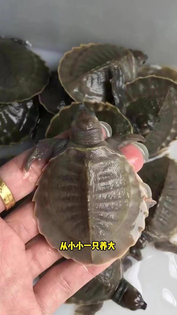 哪有便宜賣豬鼻龜的