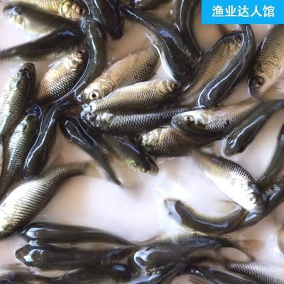 養殖龍魚可以致富嗎：養殖龍魚可以作為一種致富的方式，但也存在不少經濟風險