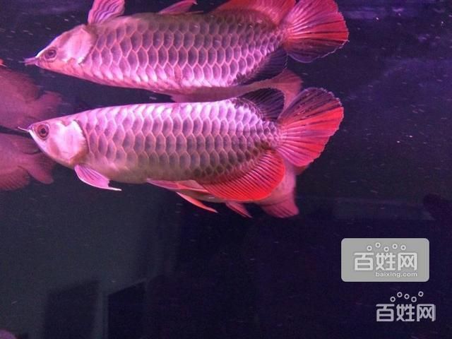 紅龍魚最佳配魚時間：紅龍魚在選擇配魚時需要考慮哪些因素