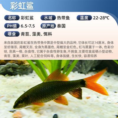 龍魚缸清潔魚怎么養(yǎng)活：龍魚缸清潔魚怎么養(yǎng)活龍魚缸清潔魚需要注意以下幾個方面
