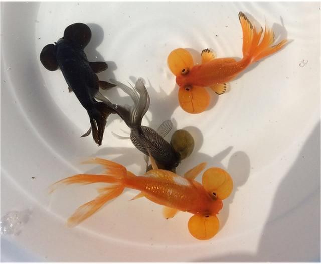 龍魚咬自己尾巴的解決辦法圖片：龍魚咬自己尾巴怎么辦