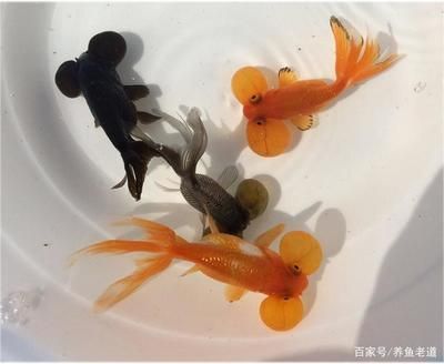 龍魚咬自己尾巴的解決辦法圖片：龍魚咬自己尾巴怎么辦
