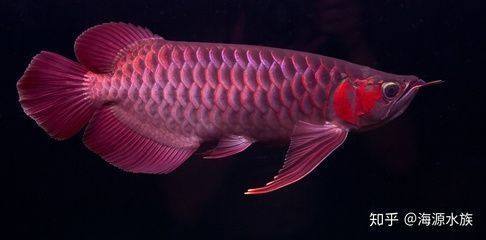 金龍魚體型怎么養(yǎng)寬：金龍魚體型的寬度可以通過以下方法來養(yǎng)出更寬的體型
