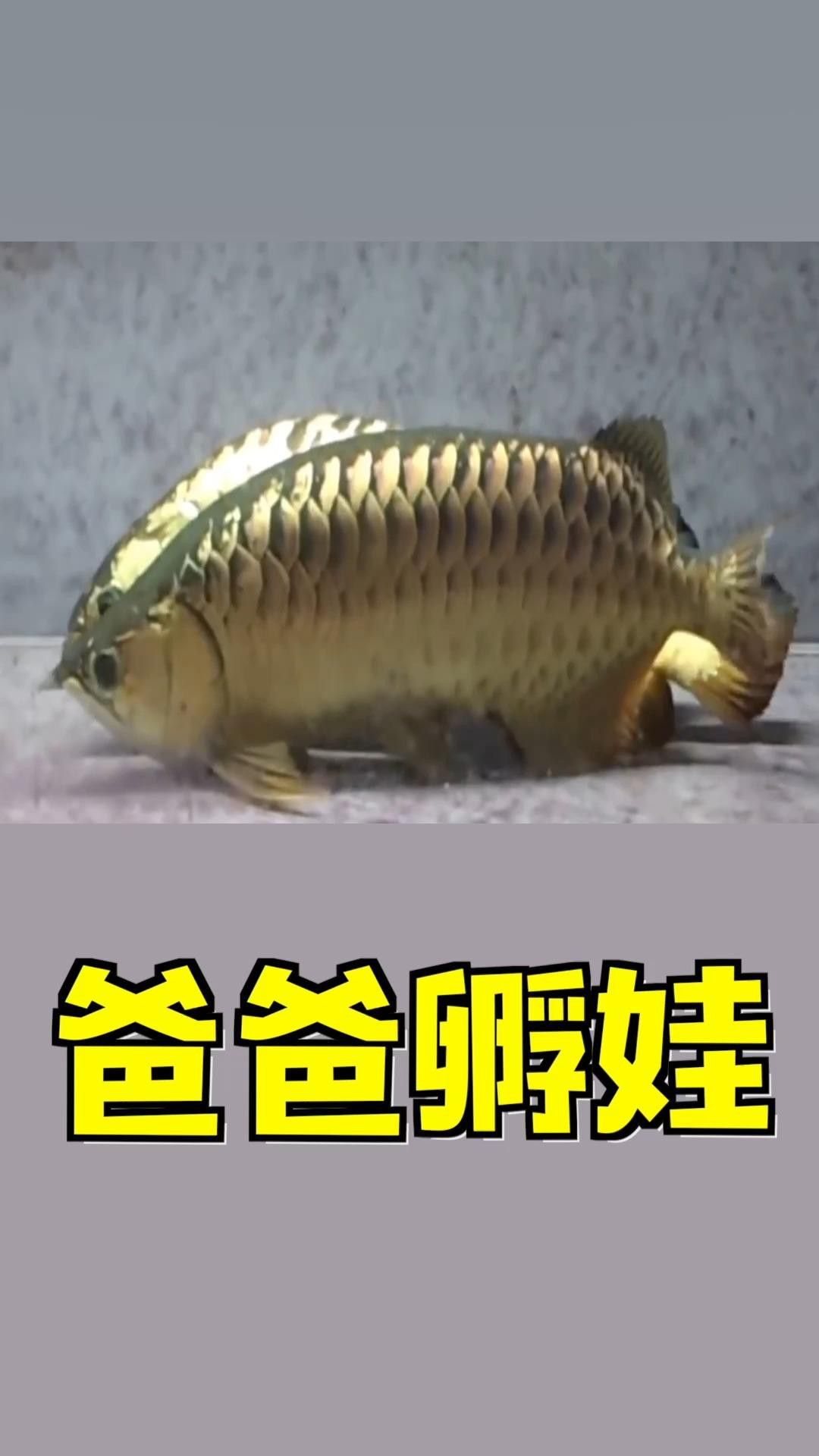 龍魚幼苗孵化后多久開口
