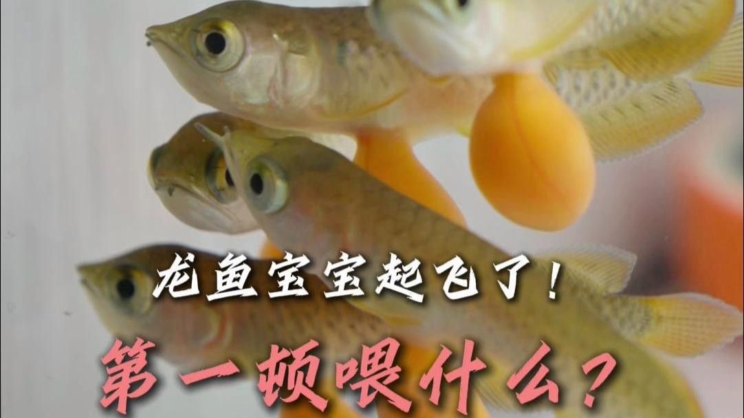 龍魚幼苗孵化后多久開口