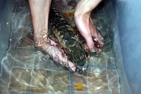 龍魚幼苗孵化后多久開口