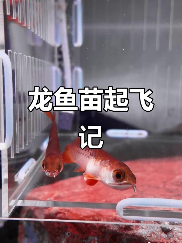 龍魚幼苗孵化后多久開口