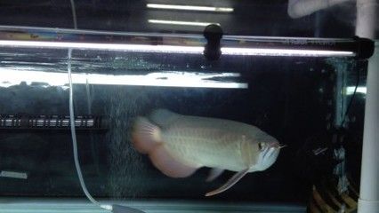 龍魚喂蝦要去殼嗎：龍魚喂蝦要不要去殼？