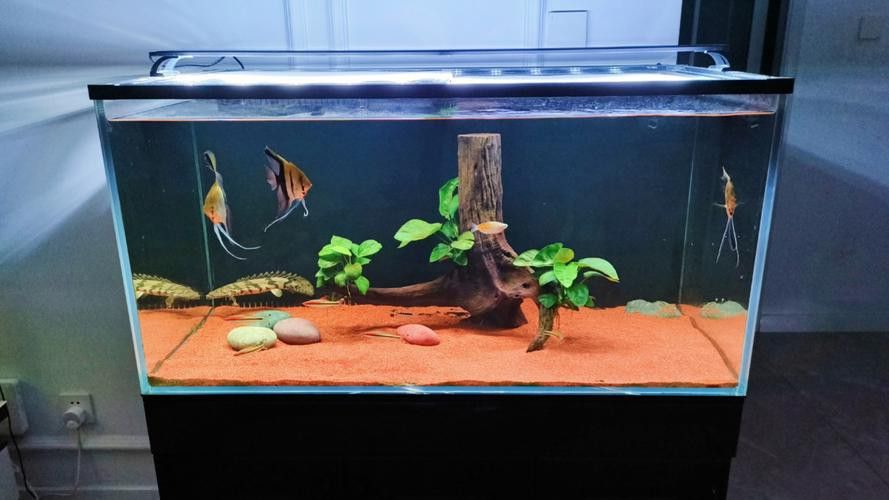 虎斑恐龍魚飼養技巧和方法圖解大全