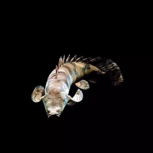 虎斑恐龍魚飼養技巧和方法圖解大全