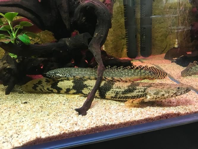 虎斑恐龍魚飼養技巧和方法圖解大全