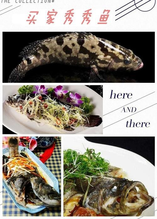 虎斑恐龍魚飼養技巧和方法圖解大全