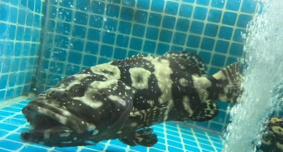 虎斑恐龍魚飼養技巧和方法圖解大全