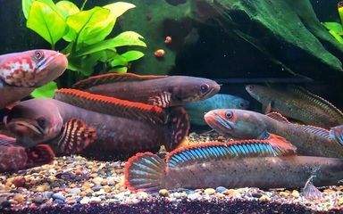 家里養曼龍魚吉祥嗎（養曼龍魚在家里是否吉祥）