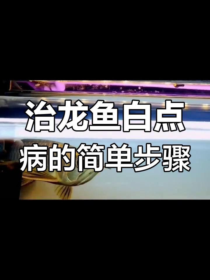 哪種方法治療銀龍魚白點病最有效？