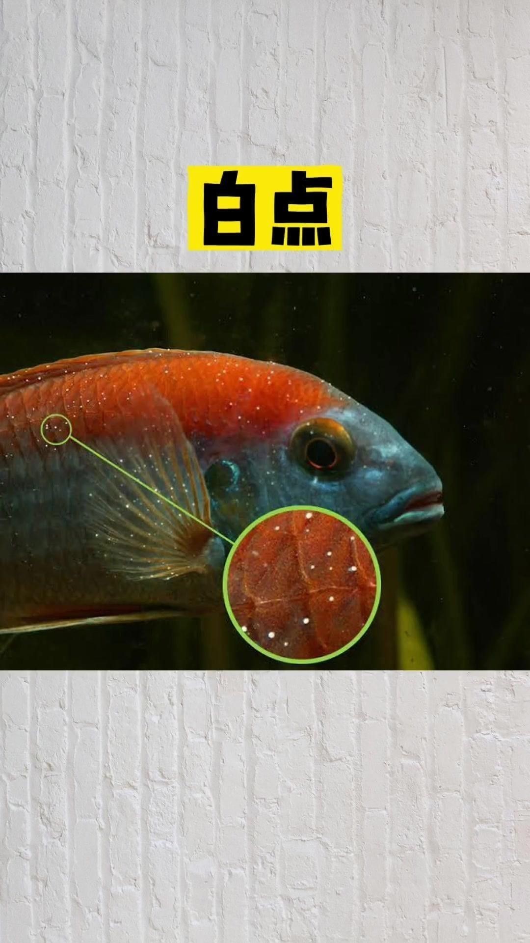 哪種方法治療銀龍魚白點病最有效？