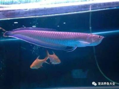 黑帶龍魚和銀龍的區(qū)別：黑帶龍魚和銀龍魚有什么區(qū)別？