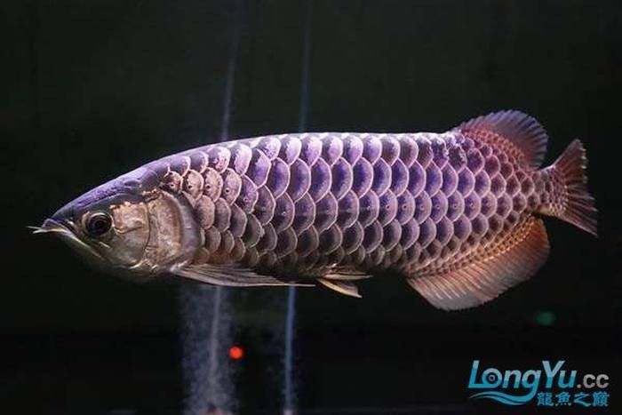 金龍魚適應溫度