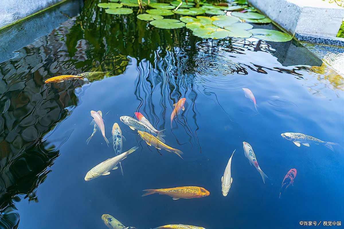 金龍魚適應溫度