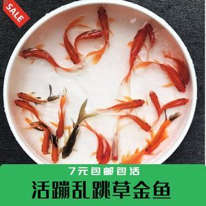 小龍魚的營養：小龍魚不僅味道鮮美而且營養豐富，而且營養價值極高