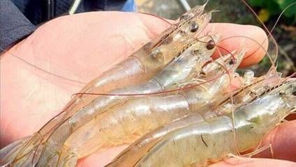 小龍魚的營養：小龍魚不僅味道鮮美而且營養豐富，而且營養價值極高