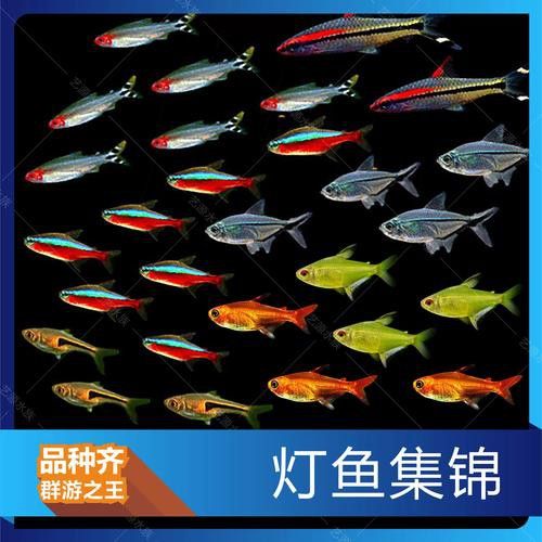三角龍魚圖片大全欣賞 三角龍魚圖片大全欣賞 龍魚百科 第2張