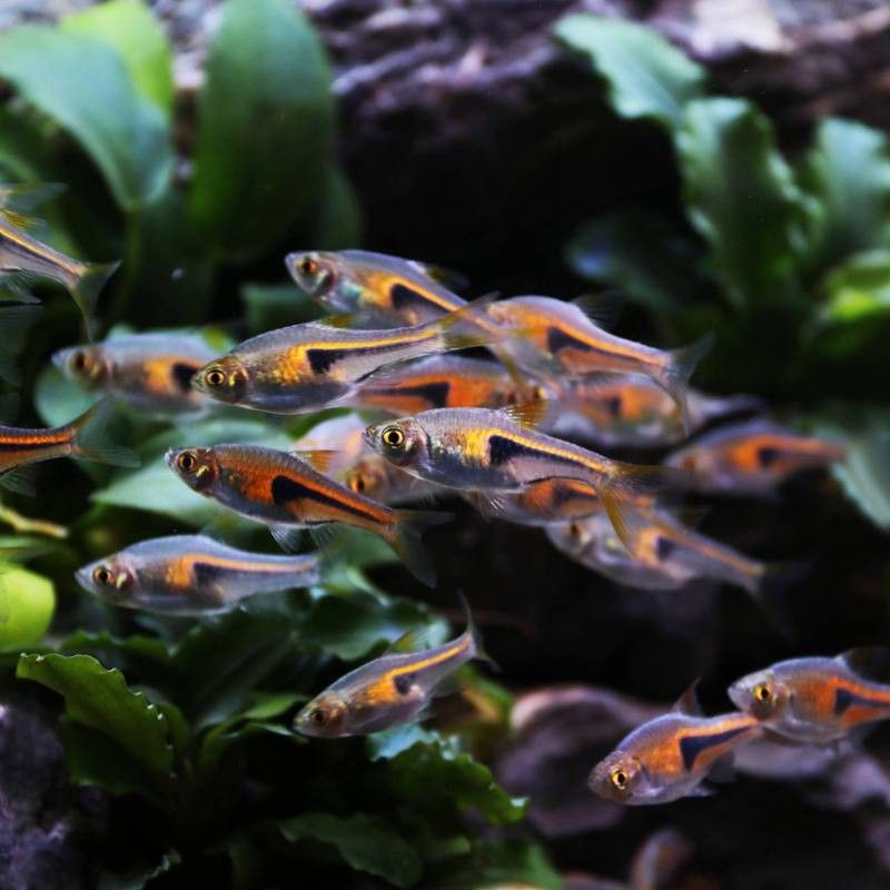 三角龍魚圖片大全欣賞 三角龍魚圖片大全欣賞 龍魚百科 第4張