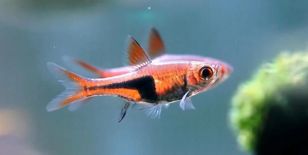 三角龍魚圖片大全欣賞 三角龍魚圖片大全欣賞 龍魚百科 第7張