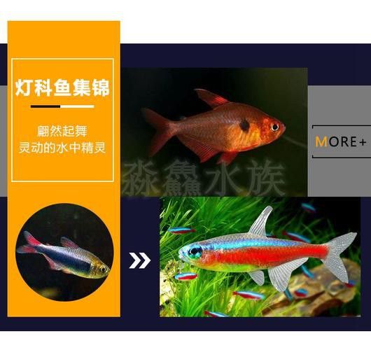 三角龍魚圖片大全欣賞 三角龍魚圖片大全欣賞 龍魚百科 第6張