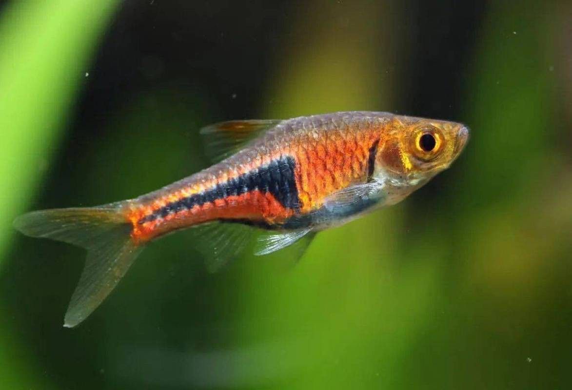 三角龍魚圖片大全欣賞 三角龍魚圖片大全欣賞 龍魚百科 第5張