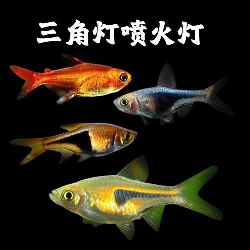 三角龍魚圖片大全欣賞 三角龍魚圖片大全欣賞 龍魚百科 第3張
