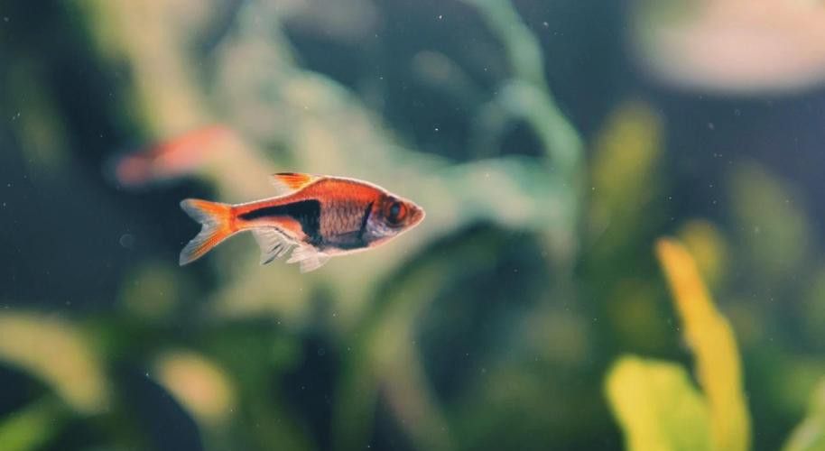 三角龍魚圖片大全欣賞 三角龍魚圖片大全欣賞 龍魚百科 第9張