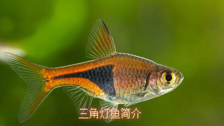三角龍魚圖片大全欣賞 三角龍魚圖片大全欣賞 龍魚百科 第10張
