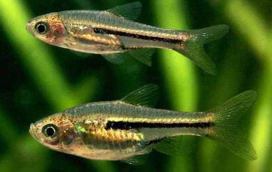 三角龍魚圖片大全欣賞 三角龍魚圖片大全欣賞 龍魚百科 第12張