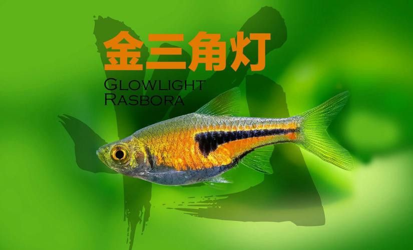三角龍魚圖片大全欣賞 三角龍魚圖片大全欣賞 龍魚百科 第11張