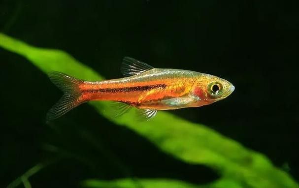 三角龍魚圖片大全欣賞 三角龍魚圖片大全欣賞 龍魚百科 第8張