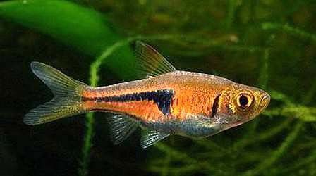三角龍魚圖片大全欣賞 三角龍魚圖片大全欣賞 龍魚百科 第16張