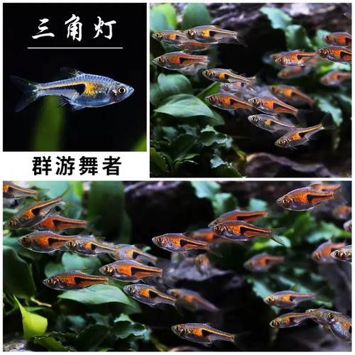 三角龍魚圖片大全欣賞 三角龍魚圖片大全欣賞 龍魚百科 第15張