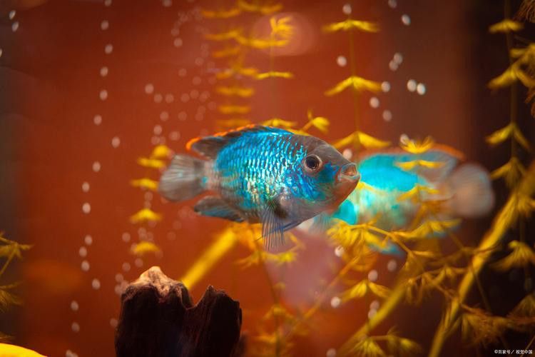 三角龍魚圖片大全欣賞 三角龍魚圖片大全欣賞 龍魚百科 第18張