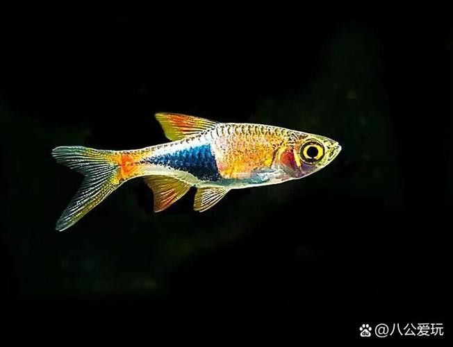 三角龍魚圖片大全欣賞 三角龍魚圖片大全欣賞 龍魚百科 第14張