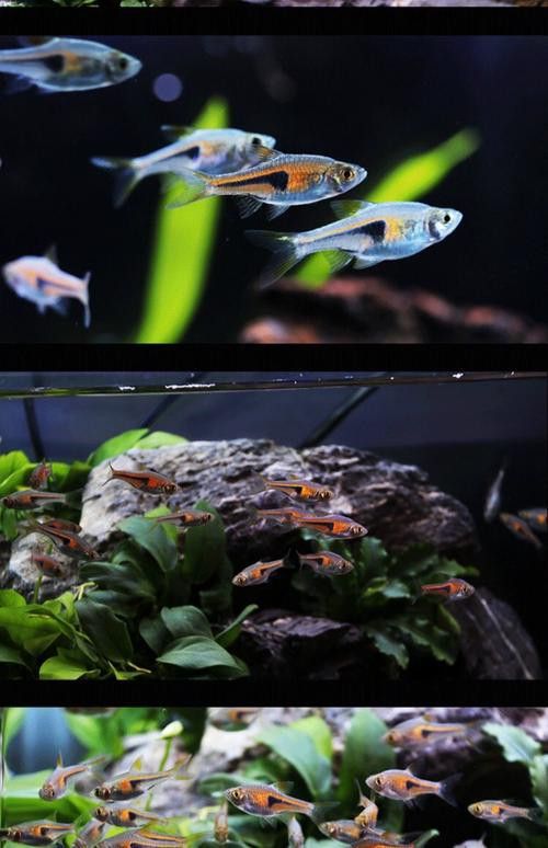 三角龍魚圖片大全欣賞 三角龍魚圖片大全欣賞 龍魚百科 第13張
