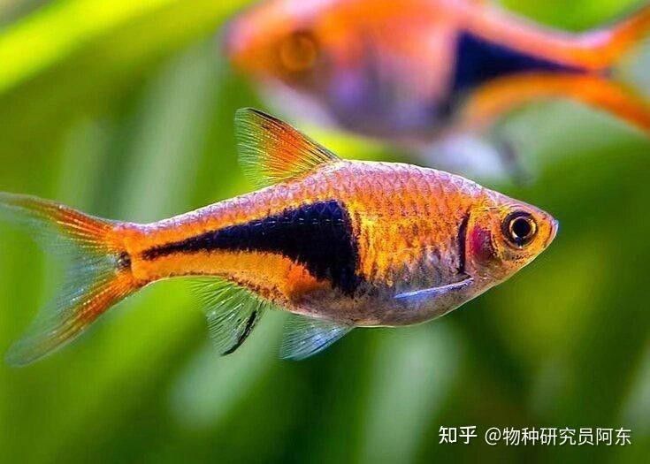 三角龍魚圖片大全欣賞 三角龍魚圖片大全欣賞 龍魚百科 第22張