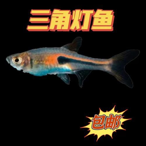 三角龍魚圖片大全欣賞 三角龍魚圖片大全欣賞 龍魚百科 第20張