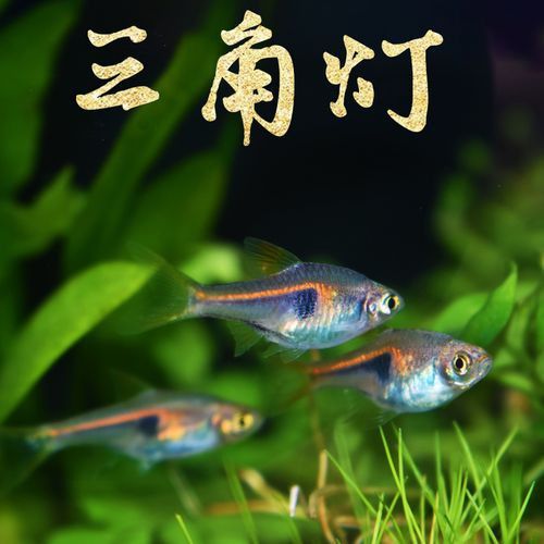 三角龍魚圖片大全欣賞 三角龍魚圖片大全欣賞 龍魚百科 第19張