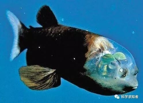 龍魚眼睛變透明了怎么辦，：龍魚的眼睛變透明了怎么辦