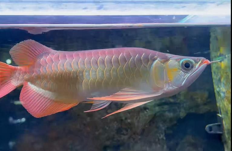 觀賞魚紅龍魚圖片大全集