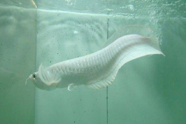 如何判斷雪龍和銀龍魚的真偽？