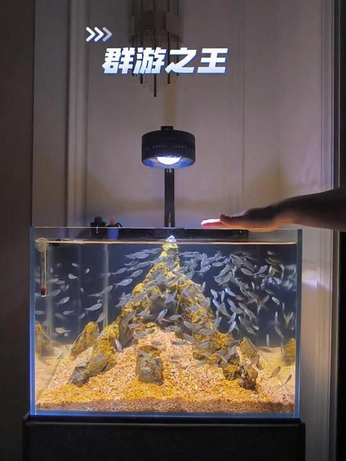 如何判斷雪龍和銀龍魚的真偽？